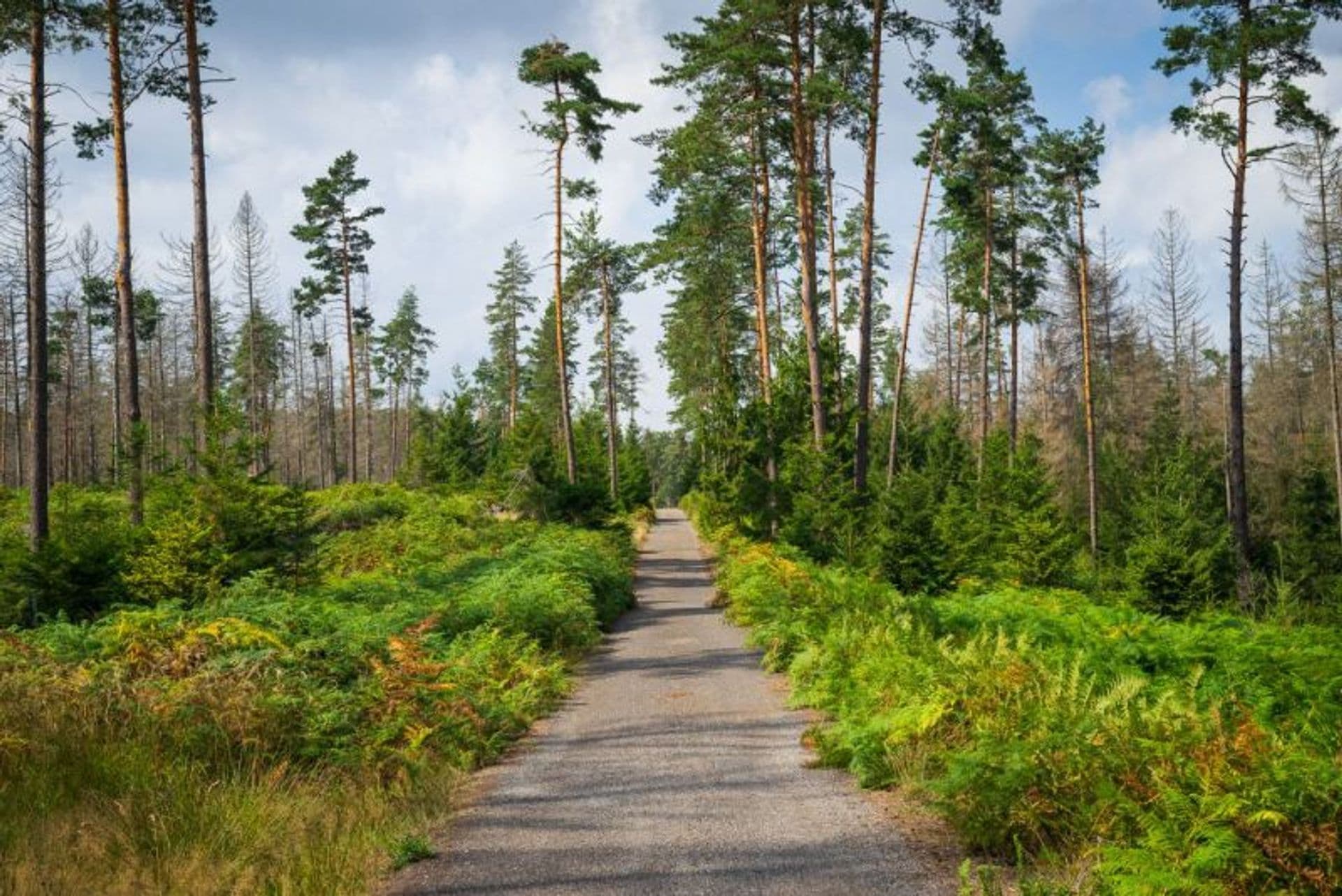 Lusatian Mountains and Czechoslovak Switzerland by bike